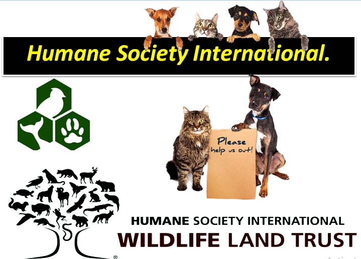 Humane Society International